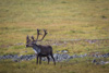 caribou - (rangifer tarandus) rentier