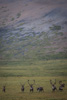 caribous - (rangifer tarandus) rentier