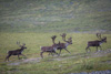 caribous - (rangifer tarandus) rentier