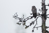 northern hawk-owl - (surnia ulula) sperbereule