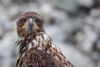 young bald eagle - (haliaeetus leucocephalus) weißkopfseeadler