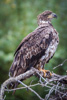 young bald eagle - (haliaeetus leucocephalus) weißkopfseeadler