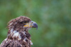 young bald eagle - (haliaeetus leucocephalus) weißkopfseeadler