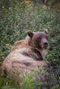 grizzly enjoying berries - (ursos arctos)