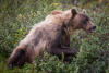 grizzly enjoying berries - (ursos arctos)