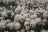 cotton grass - wollgras