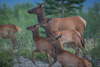 elks - (cervus canadensis) wapitihirsch