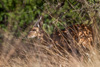 bushbuck - (tragelaphus scriptus) buschbock