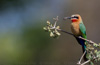 white-fronted bee-eater - (merops bullockoides) weißkehlspint bienenfresser