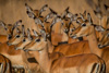 impala group - (aepyceros melampus) schwarzfersenantilope