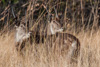 defassa waterbucks - (kobus ellipsiprymnus defassa) wasserböcke