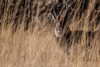 defassa waterbucks - (kobus ellipsiprymnus defassa) wasserbock