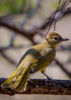 linda the bird living at mcbride's camp - kafue national park