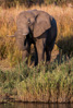 elephant at kafue river - (loxodonta africana)