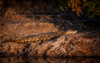 nile crocodile - (crocodylus niloticus) nilkrokodil