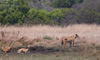 lions at waterhole - (panthera leo)