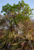 sausage tree - (kigelia africana) leberwurstbaum