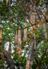 sausage tree - (kigelia africana) leberwurstbaum
