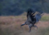 white-backed vulture flying off - (dyps africanus) weißrückengeier