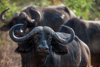 african buffalo - (syncerus caffer)