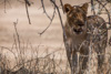 lioness - lower zambezi national park