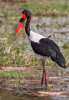 saddle-billed stork  - (ephippiorhynchus senegalensis)