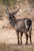 defessa waterbuck  - (kobus ellipsiprymnus defassa) wasserbock