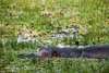 hippo - (hippopotamus amphibius) nilpferd