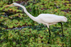 great white egret  - (egretta alba) silberreiher