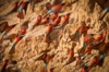 southern carmine bee-eater  - (merops nubicus / südlicher karminspint) riverbank colony in south luangwa