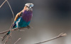 lilac-breasted roller  - (coracias caudatus, blaurake)