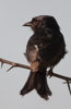 fork-tailed drongo - (dicrurus adsimilis) trauerdrongo