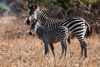 mother and baby zebra  - south luangwa national park