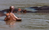 hippos - in the luangwa river