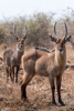 defessa waterbucks - (kobus ellipsiprymnus defassa) wasserböcke