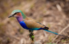 lilac-breasted roller - (coracias caudatus) blaurake