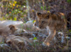 baby lions with mum  - sleeping during the heat of the day