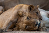 mum and baby lion  - of a group of 16 lions in south-luangwa national park