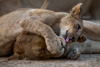 mum and baby lion  - of a group of 16 lions in south-luangwa national park