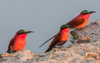 southern carmine bee-eater on riverbank  - (merops nubicus) südlicher karminspint