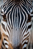 zebra - south luangwa national park
