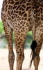 giraffe - (giraffa camelopardalis - g. c. thornicrofti)