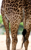 giraffe - (giraffa camelopardalis - g. c. thornicrofti)