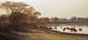 buffalo herd - going down to luangwa river