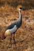 grey crowned crane  - (balearica regulorum, kronenkranich)