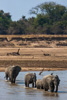 elefants  - crossing a river in south luangwa national park