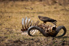 yellow-billed kite  - (milvus migrans parasitus) afrikanischer schwarzmilan