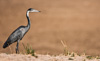 black-headed heron  - (ardea melanocephala) schwarzhalsreiher