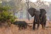 elefants  - in south luangwa national park