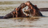 fighting hippos - (hippopotamus amphibius) nilpferde